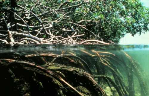 clip_image646
